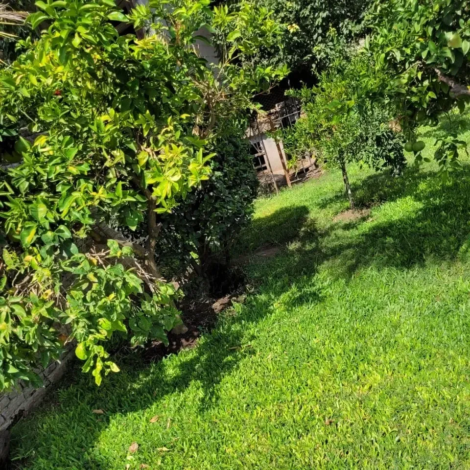 Nivelación de suelo, colocación de panes de césped, fumigación y fertilzación de todo el parque